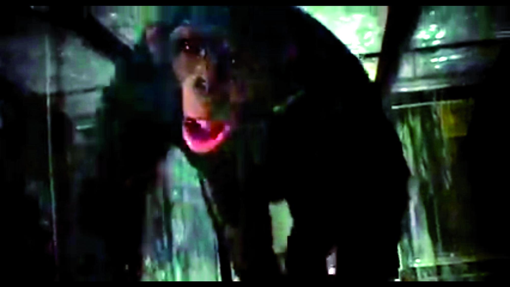 Radical ecologistas Hollywood 2